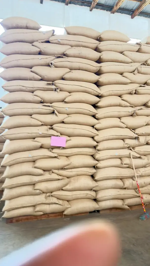 Coffee sacks prepared for storage and distribution