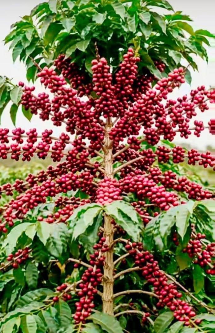 Ripe coffee cherries ready for selection