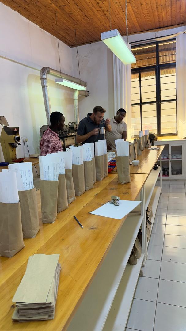 Prepared coffee samples in the cupping laboratory